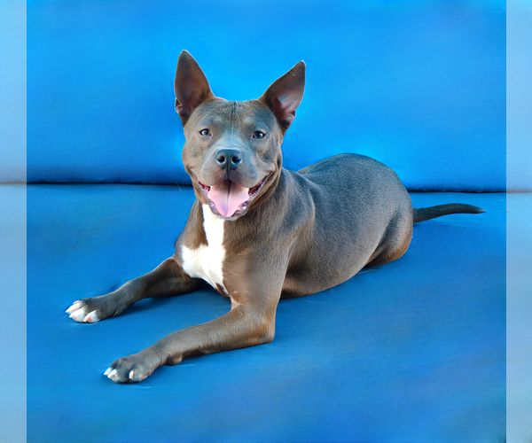 Medium Photo #2 Mutt Puppy For Sale in Pasadena, CA, USA