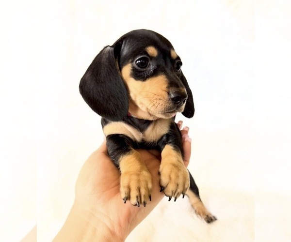Medium Photo #5 Dachshund Puppy For Sale in DAVIS, CA, USA