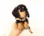 Small #4 Dachshund