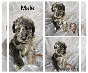 Aussiedoodle Puppy for sale in LONDON, KY, USA