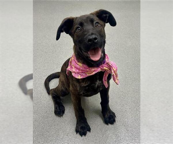 Medium Photo #1 American Pit Bull Terrier-Labrador Retriever Mix Puppy For Sale in San Francisco, CA, USA