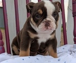 Small #4 English Bulldog