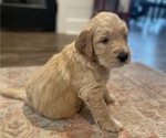 Small Photo #5 Goldendoodle Puppy For Sale in BIRCHWOOD, TN, USA