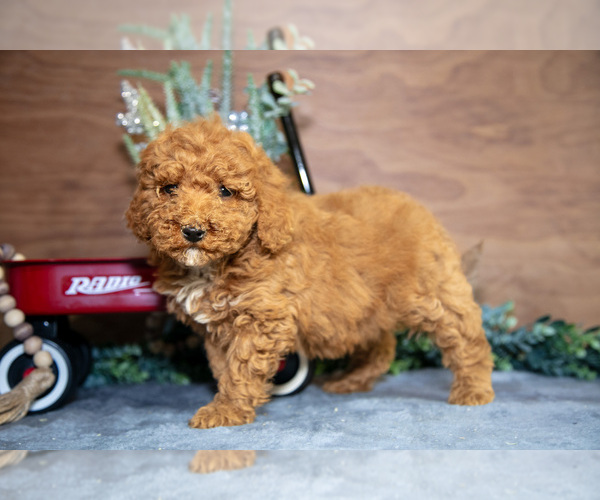 Medium Photo #5 Poodle (Miniature) Puppy For Sale in WOLCOTTVILLE, IN, USA