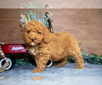 Puppy Cindy Poodle (Miniature)