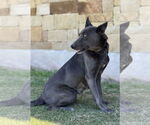 Small #2 Mutt