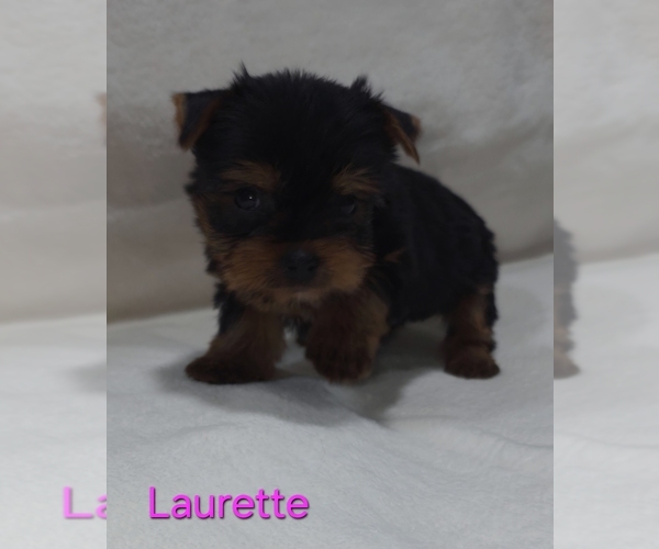 Medium Photo #8 Yorkshire Terrier Puppy For Sale in AZLE, TX, USA