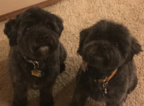 Small Photo #1 Poodle (Miniature)-Whoodle Mix Puppy For Sale in LITTLETON, CO, USA