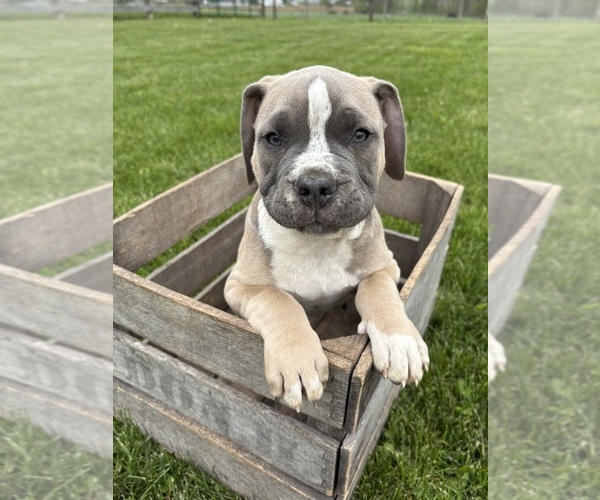 Medium Photo #2 American Bulldog Puppy For Sale in MIDDLEBURY, IN, USA