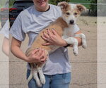 Small #1 Australian Shepherd-Collie Mix