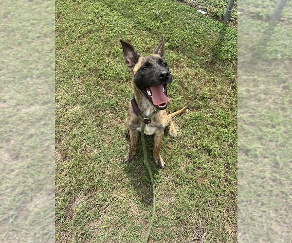 Medium Photo #2 Mutt Puppy For Sale in Abbeville, LA, USA