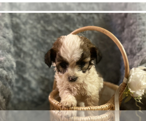 ShihPoo Puppy for sale in INMAN, SC, USA
