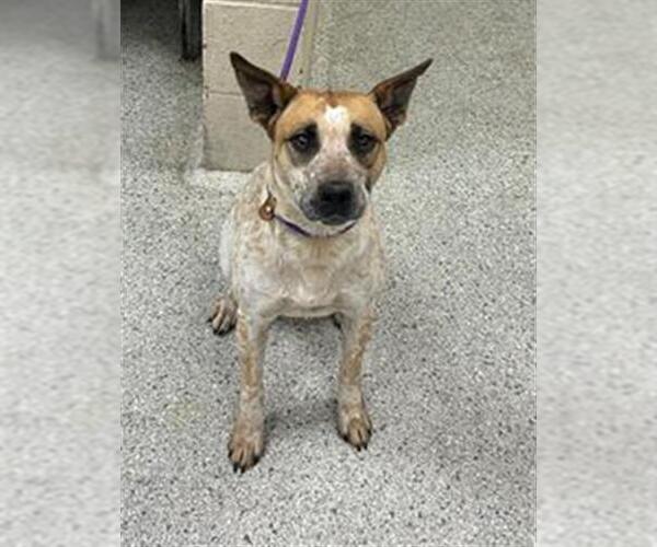 Medium Photo #2 Mutt Puppy For Sale in Conroe, TX, USA