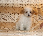 Small #7 Goldendoodle (Miniature)