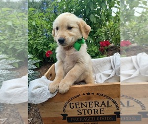 Golden Retriever Puppy for sale in NILES, MI, USA