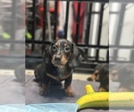 Small #2 Dachshund
