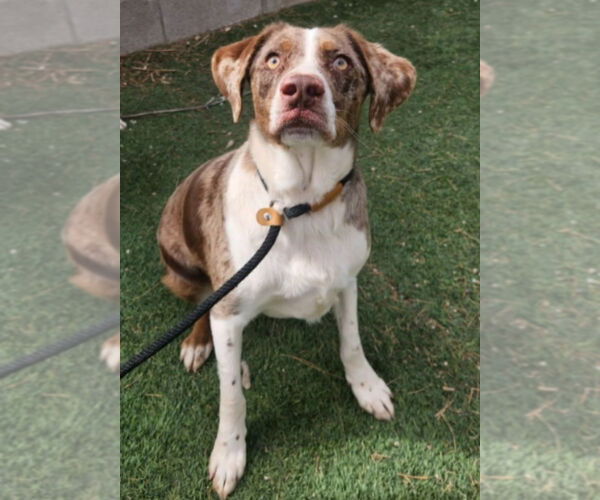 Medium Photo #3 Australian Shepherd-Catahoula Leopard Dog Mix Puppy For Sale in Lakewood, CO, USA