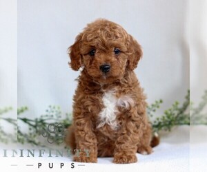 Cavapoo Puppy for sale in LITITZ, PA, USA