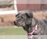 Small Photo #3 Collie-Unknown Mix Puppy For Sale in Farmington, MN, USA