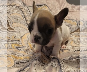 French Bulldog Puppy for sale in HAMPTON, GA, USA
