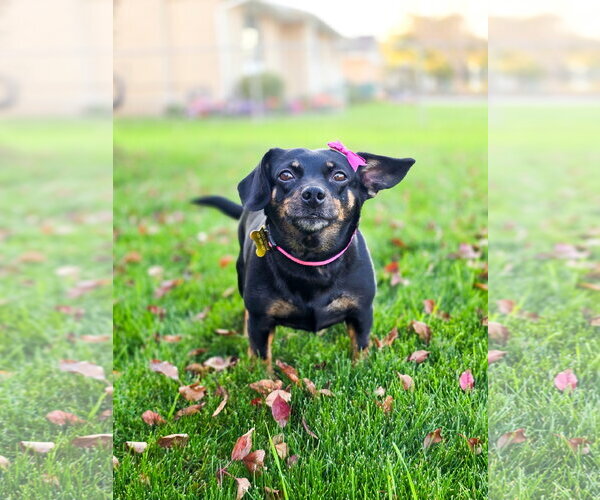 Medium Photo #12 Chihuahua-Unknown Mix Puppy For Sale in Sandy, UT, USA