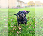 Small Photo #12 Chihuahua-Unknown Mix Puppy For Sale in Sandy, UT, USA
