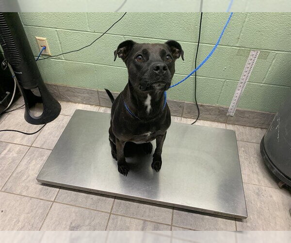 Medium Photo #1 Labrador Retriever-Unknown Mix Puppy For Sale in Grand Prairie, TX, USA