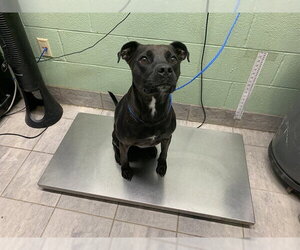 Labrador Retriever-Unknown Mix Dogs for adoption in Grand Prairie, TX, USA
