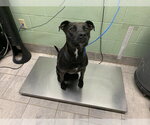 Small Labrador Retriever Mix