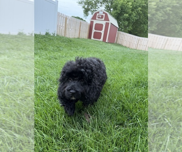 Medium Photo #9 Cockapoo (Miniature) Puppy For Sale in GREENTOWN, IN, USA