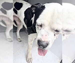 Mutt Dogs for adoption in Houston, TX, USA