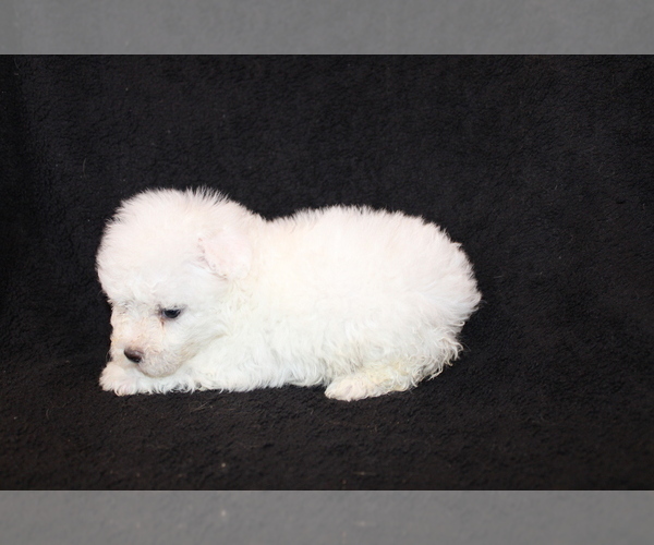 Medium Photo #10 Bichon Frise Puppy For Sale in BLOOMINGTON, IN, USA