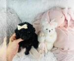 Small #8 Poodle (Toy)