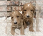 Small Photo #5 Goldendoodle Puppy For Sale in HUNTINGTON BEACH, CA, USA