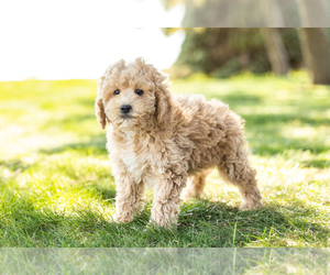 Poodle (Miniature) Puppy for sale in SHIPSHEWANA, IN, USA