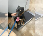 Small #5 Beauceron Mix