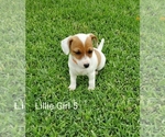 Small Photo #4 Jack Russell Terrier Puppy For Sale in PIONEER, LA, USA
