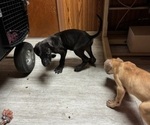Small Photo #10 Great Dane Puppy For Sale in ALIQUIPPA, PA, USA