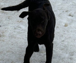 Small Photo #5 Labrador Retriever Puppy For Sale in MARYVILLE, TN, USA