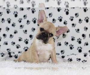 French Bulldog Puppy for sale in GRAPEVINE, TX, USA