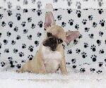 Small Photo #1 French Bulldog Puppy For Sale in GRAPEVINE, TX, USA