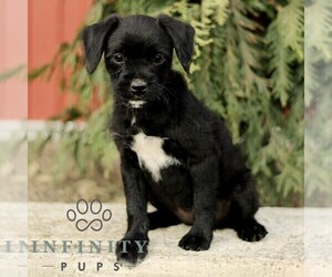 Bossi-Poo Puppy for sale in RONKS, PA, USA