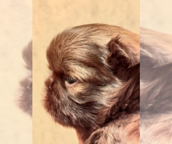 Medium Photo #9 Shih Tzu Puppy For Sale in FANNING SPGS, FL, USA