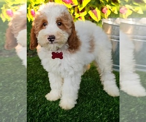 Goldendoodle (Miniature) Puppy for sale in INDIANAPOLIS, IN, USA