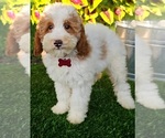 Small Goldendoodle (Miniature)