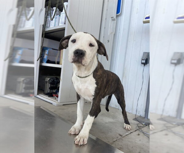 Medium Photo #1 Mutt Puppy For Sale in Bakersfield, CA, USA