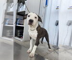 Small Mutt