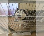 Small Alaskan Malamute