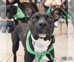 Small #3 Boston Terrier Mix
