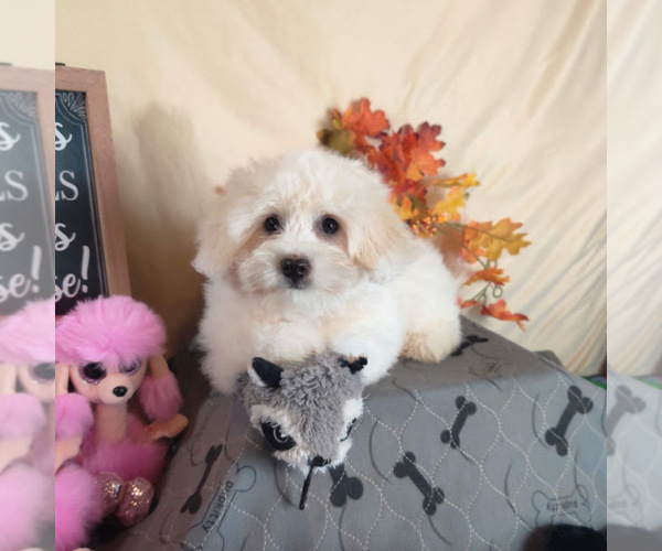 Medium Photo #3 Coton de Tulear Puppy For Sale in W FIELD, NC, USA